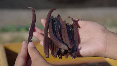 Drying fermented Vanilla beans in the sun. Traditional curing process. Stock Footage 323309665