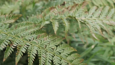 A drying fern plant. Drought. Stock Footage 268809933