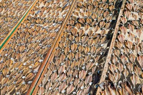 Drying fish at the beach Stock Photos