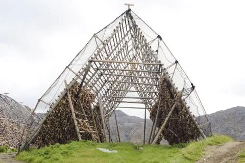 Drying fish codfish Stock Photos