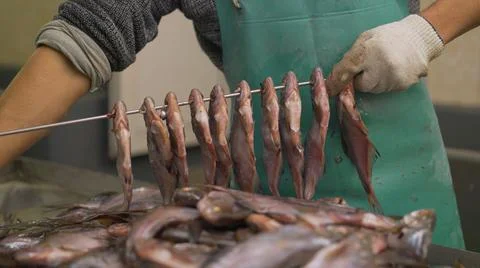 Drying fish. Fish processing factory. String fish for drying. Preparing fish for Stock Photos