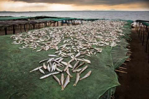 Drying fish on green nets at Lake Malawi Foto stock