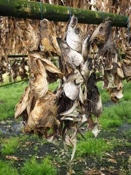 Drying fish, Iceland Stock-Fotos