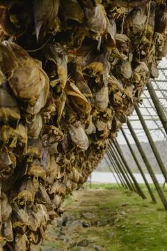 Drying fish Stock Photos