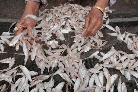 Drying fish Stock Photos