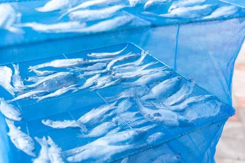 Drying fish Stock Photos