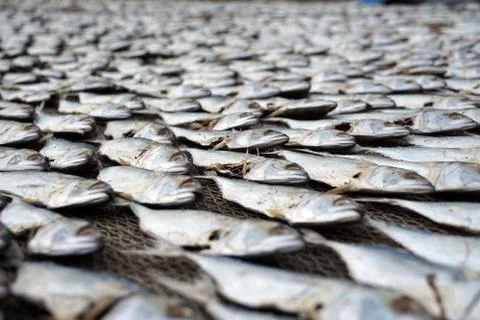 Drying fish on the roud Stock Photos