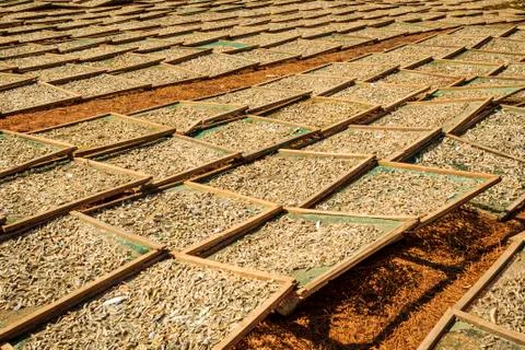 Drying fish in the sun Stock Photos