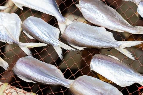 Drying fish in sunlight Stock Photos