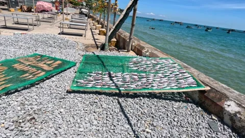 Drying fish sunny day, quiet village island by the sea. Lai Son, Vietnam Stock Footage 246911524