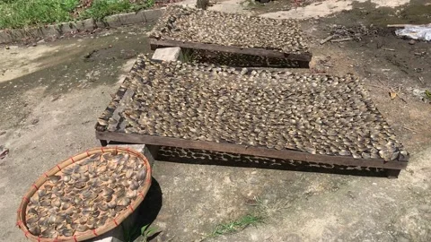 Drying fish traditional way Stock Footage 232829703