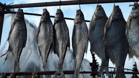 Drying fish under the sun Stock Footage 92389795