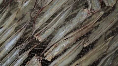 Drying fish under the sun Video stock 137272349