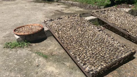 Drying fish under the sun Stock Footage 232829533
