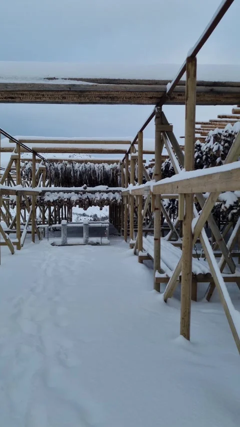 Drying flakes with stockfish cod fish in winter. Reine fishing village, Lofoten  Stock Footage 319849730