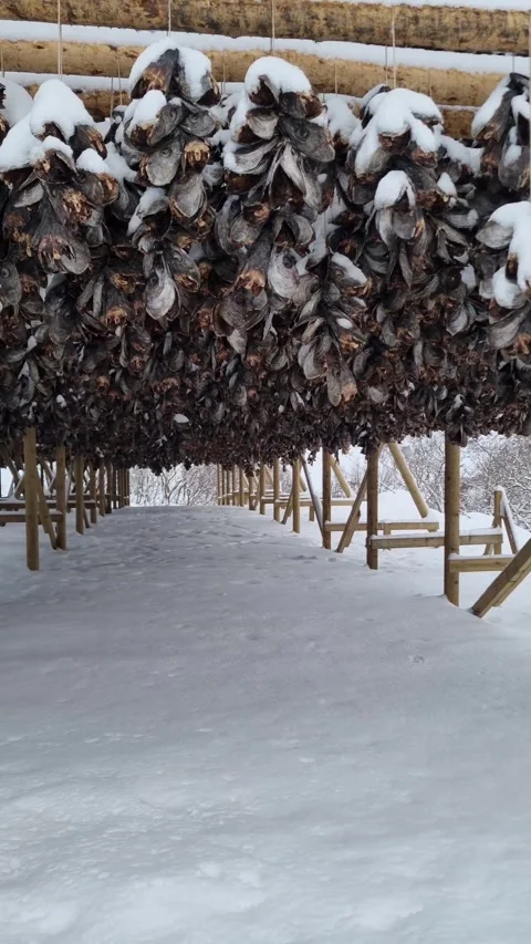 Drying flakes with stockfish cod fish in winter. Reine fishing village, Lofoten  Video stock 319849731