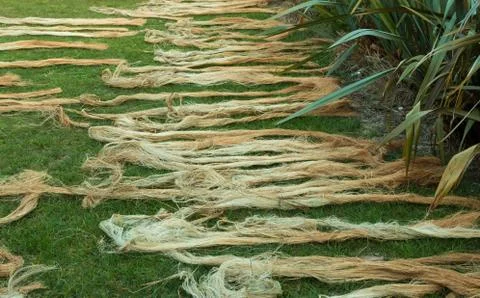 Drying flax yarns Foto stock