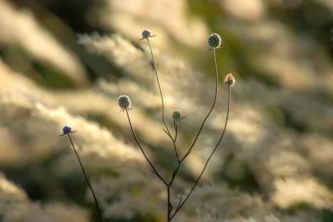 Drying Flower on Blurred Background. Stock Photos
