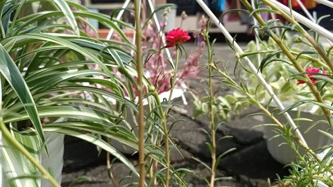Drying flowers on the street Stock Footage 149678337