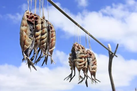 Drying flying fish under the sun. Stock Photos