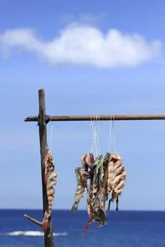 Drying flying fish under the sun. Stock Photos