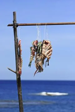 Drying flying fish under the sun. Stock Photos