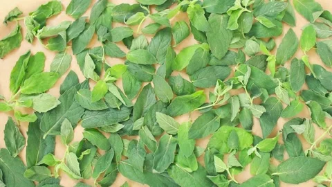 Drying fresh green leaves of mint herb at home.Herbal tea. Stock Footage 139468567