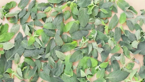Drying fresh green leaves of mint herb at home.Herbal tea. Stock-Footage 139468570