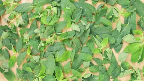 Drying fresh green leaves of mint herb at home.Herbal tea. Stock-Footage 139468607