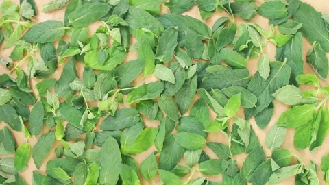 Drying fresh green leaves of mint herb at home.Herbal tea. Stock-Footage 139468631