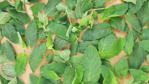 Drying fresh green leaves of mint herb at home.Herbal tea. Stock-Footage 139468692