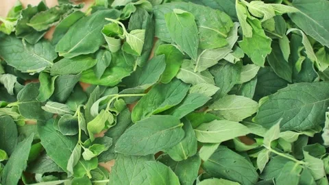 Drying fresh green leaves of mint herb at home.Herbal tea. Stock-Footage 139476306