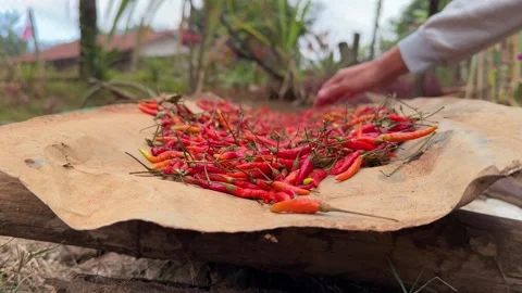 Drying fresh raw red hot chili outdoor on ground at rural village. Stock Footage 310287110