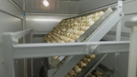 Drying the freshly collected poultry eggs using the metal mesh rack container Stock Footage 278470376