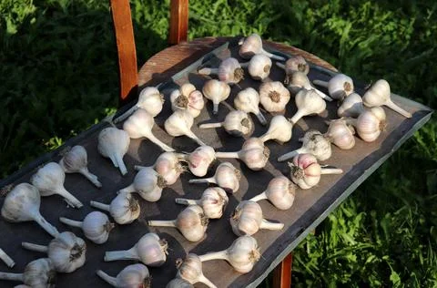 Drying garlic in the garden Stock Photos