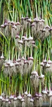 Drying of garlic Stock Photos