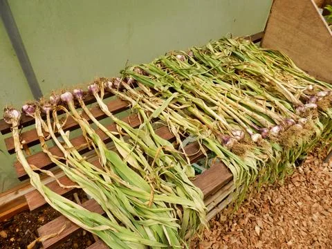 Drying Garlic Stock Photos