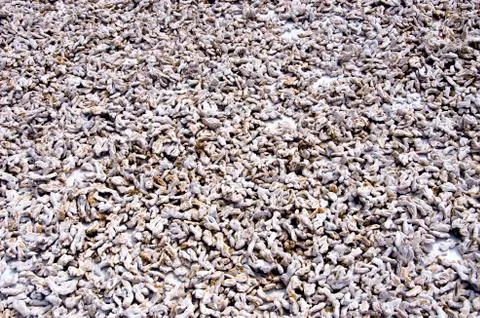 Drying ginger spice vegetable in India background 스톡 사진