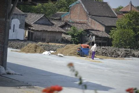 Drying the grain in the cemented yard. Stock Photos