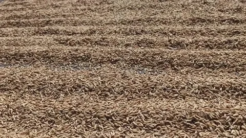 Drying the grain Video stock 149801927
