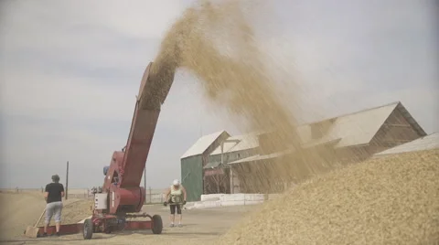 Drying grain using scraper loader and two workers outdoors Stock Footage 64258097