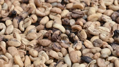 Drying granule coffee granule during coffee cultivation technology. Stock Footage 171833582