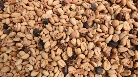 Drying granule coffee granule during coffee cultivation technology Stock Photos