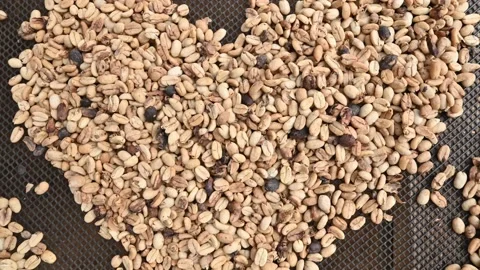 Drying granule coffee seeds natural waiting for preparation Stock Footage 171632943