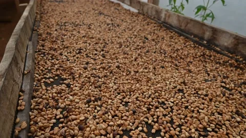 Drying granule coffee seeds natural waiting for preparation Stock Footage 171833561