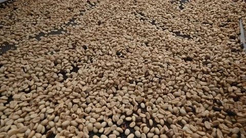 Drying granule coffee seeds natural waiting for preparation Stock Footage 171834935
