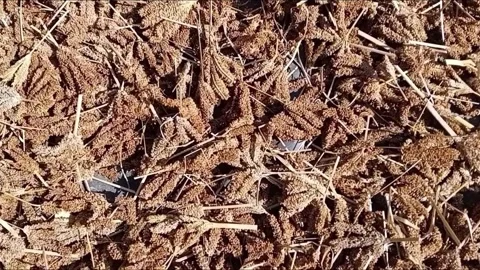 Drying Harvested Finger Millet Ears in Sun, Zoom In Shot Stock-Footage 340051233