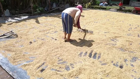 Drying the harvested rice Vídeo Stock 287327844