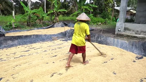 Drying the harvested rice Stock Footage 287328629