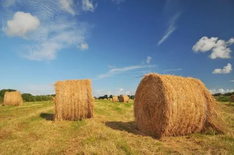 Drying hay Stock Photos